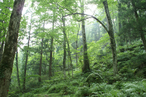 300年間人の手が入っていない若 杉天然林（岡山、鳥取、兵庫の県境）